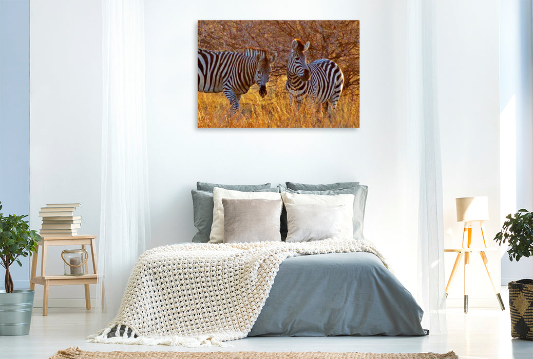 Premium Textil-Leinwand Premium Textil-Leinwand 120 cm x 80 cm quer Zebras im Morgenlicht - morgendliche Safai