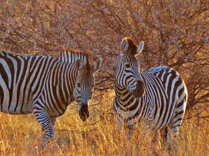 Zebras im Morgenlicht - morgendliche Safai - CALVENDO Foto-Puzzle'