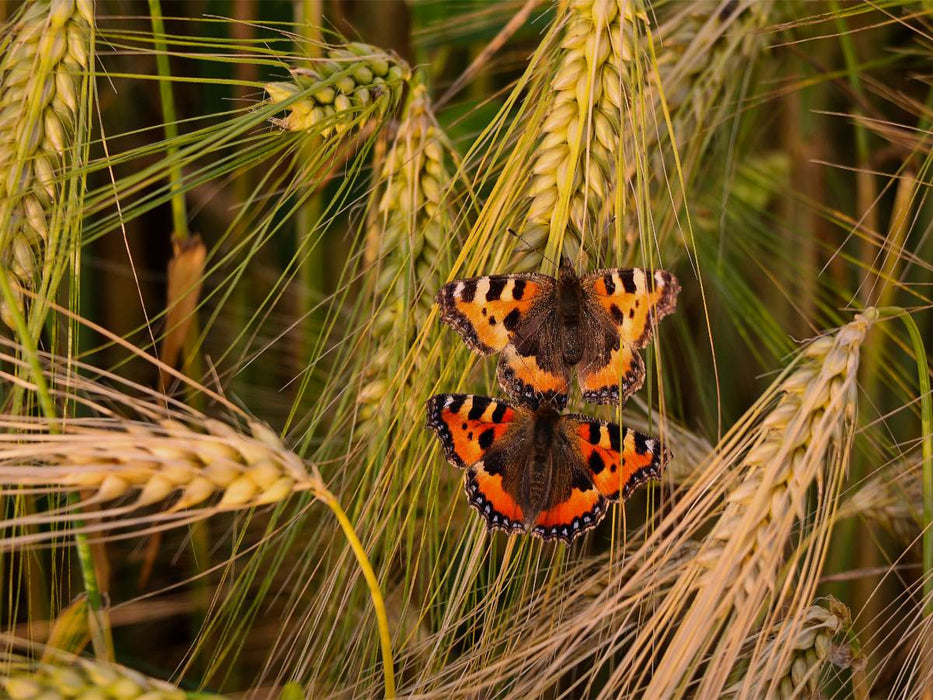 Fuchs-Schmetterlingspaar im Weizenfeld - CALVENDO Foto-Puzzle'