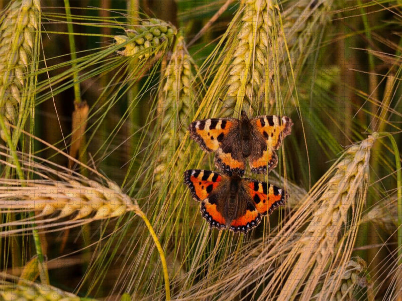 Fuchs-Schmetterlingspaar im Weizenfeld - CALVENDO Foto-Puzzle'