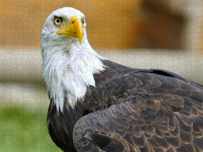 Weißkopfseeadler - CALVENDO Foto-Puzzle'