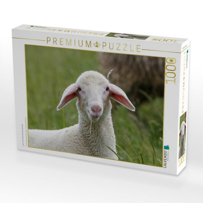 Lamm der Rasse Merinolandschafe - CALVENDO Foto-Puzzle'