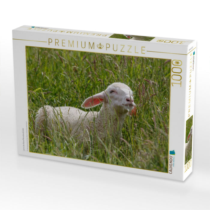 Lamm der Rasse Merinolandschafe - CALVENDO Foto-Puzzle'