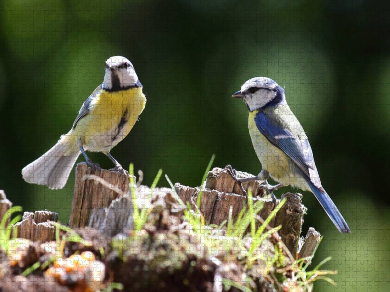 Zwei Blaumeisen auf einem Baumstumpf - CALVENDO Foto-Puzzle'