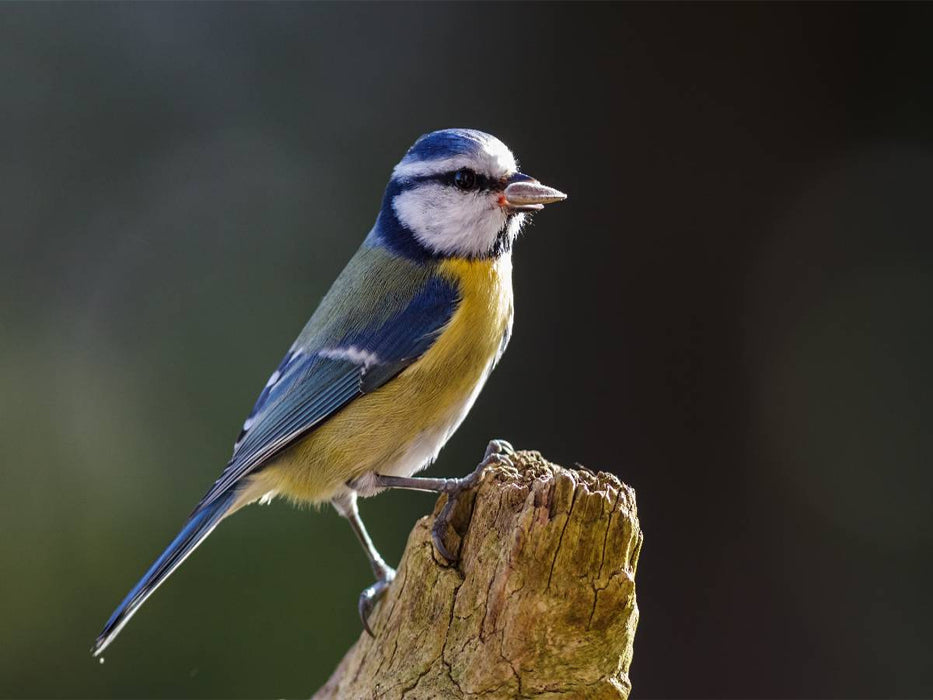 Blaumeise auf einem Baumstumpf - CALVENDO Foto-Puzzle'