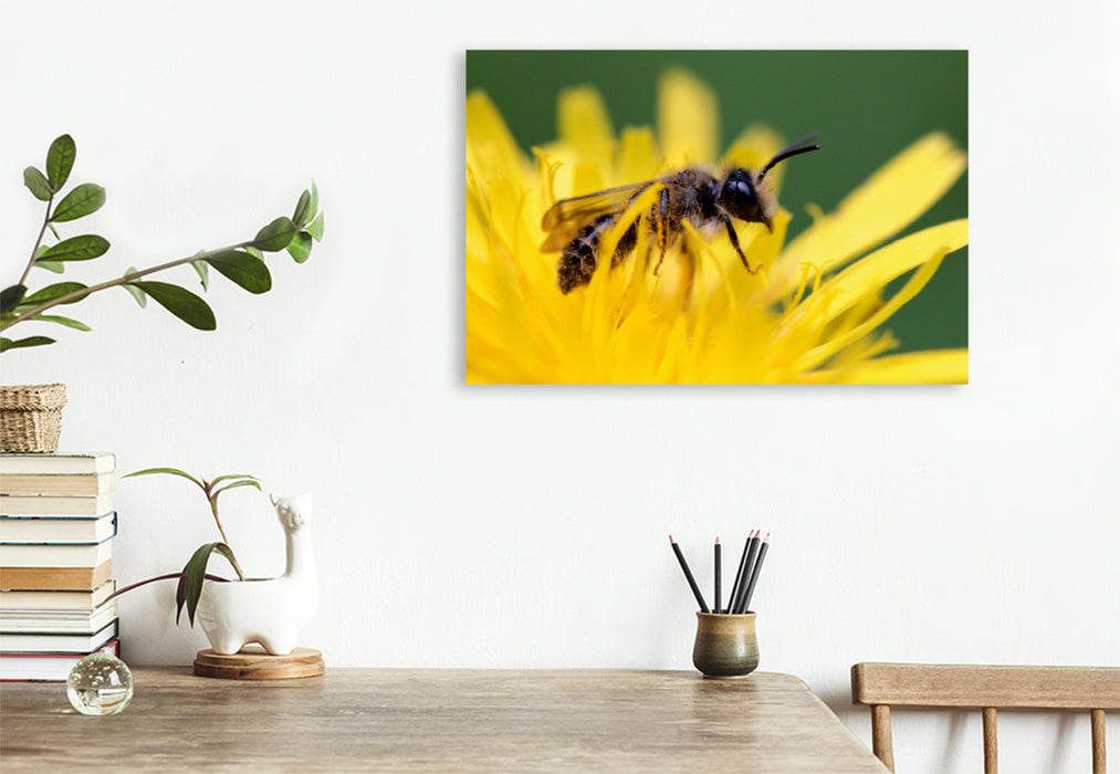 Premium Textil-Leinwand Premium Textil-Leinwand 75 cm x 50 cm quer Ein Motiv aus dem Kalender Bienen - Fleißige Gartenbewohner