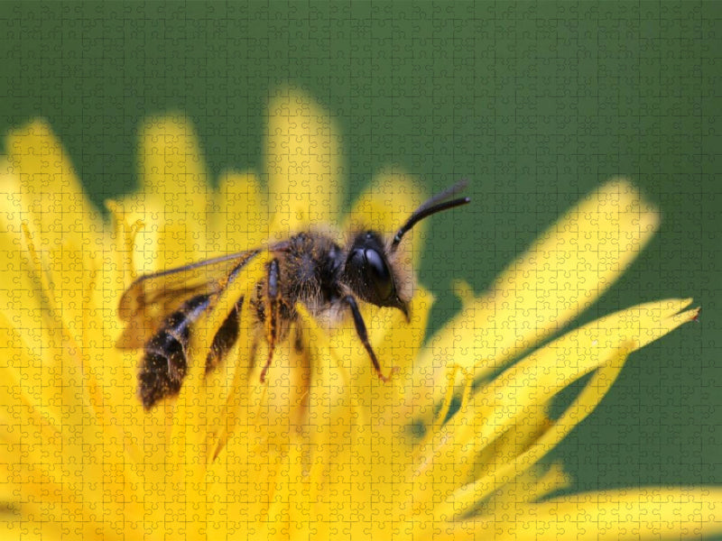 Ein Motiv aus dem Kalender Bienen - Fleißige Gartenbewohner - CALVENDO Foto-Puzzle'