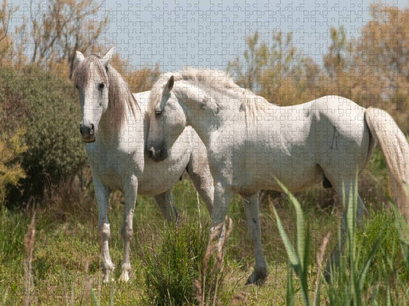 Natürliches Pferdeleben in der Camargue: Hengst und Stute - CALVENDO Foto-Puzzle'