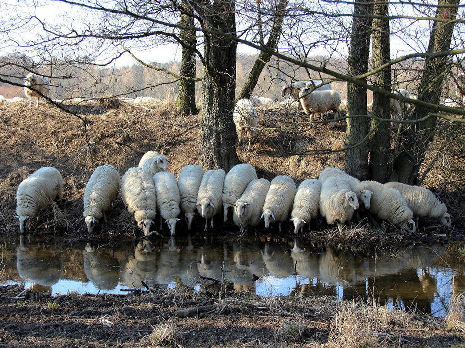 Rotterwiese-Aggerauen - CALVENDO Foto-Puzzle'