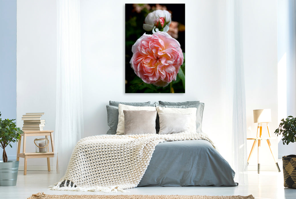 Premium Textil-Leinwand Premium Textil-Leinwand 80 cm x 120 cm  hoch Englische Rose, Apricot