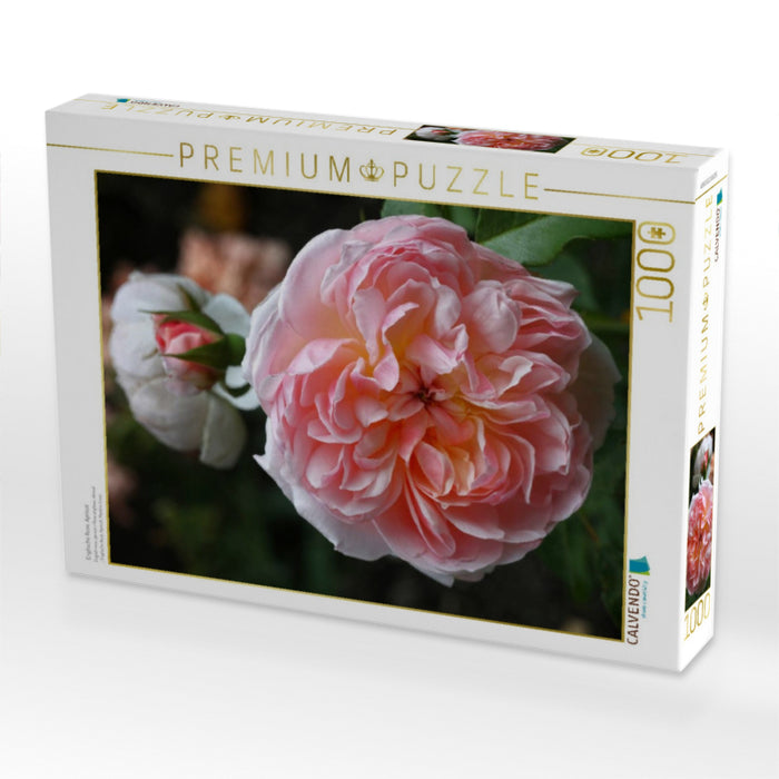 Englische Rose, Apricot - CALVENDO Foto-Puzzle'