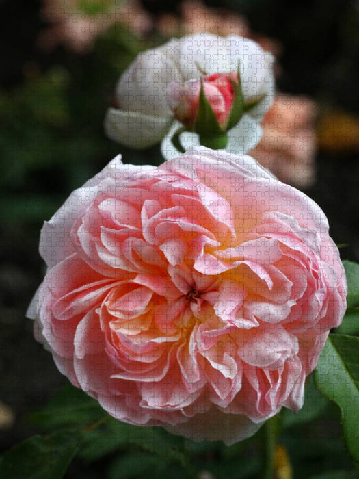 Englische Rose, Apricot - CALVENDO Foto-Puzzle'