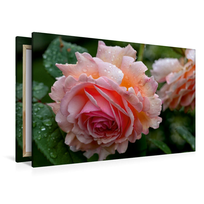 Toile textile premium Toile textile premium 120 cm x 80 cm paysage rose anglaise sous la pluie 