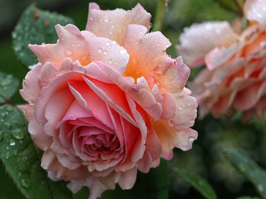 Englische Rose im Regen - CALVENDO Foto-Puzzle'
