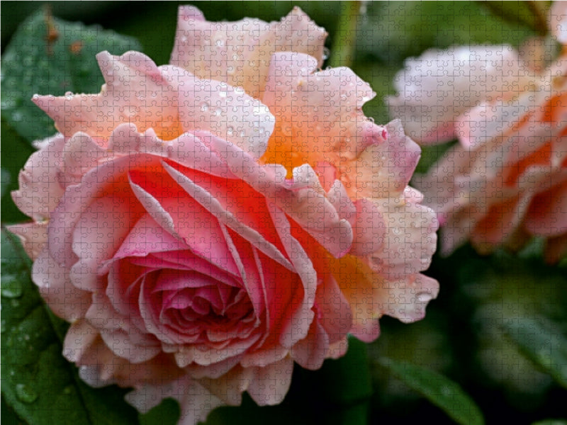 Englische Rose im Regen 1000 Teile Puzzle quer - CALVENDO Foto-Puzzle'
