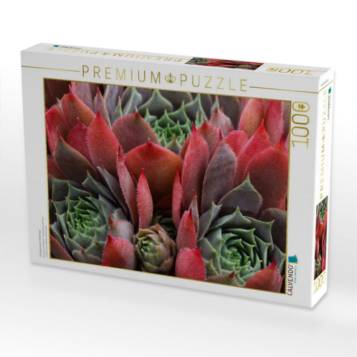 Sempervivum Feldmeier - CALVENDO Foto-Puzzle'