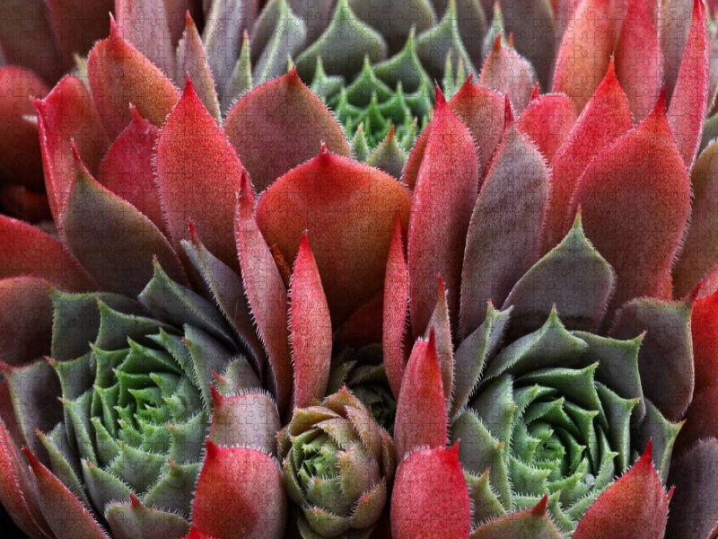 Sempervivum Feldmeier - CALVENDO Foto-Puzzle'