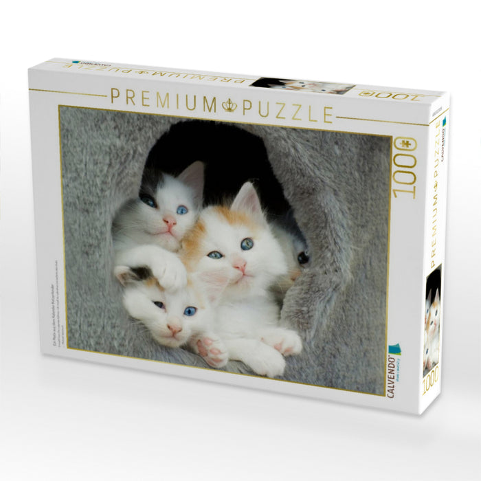 Ein Motiv aus dem Kalender Katzenkinder - CALVENDO Foto-Puzzle'