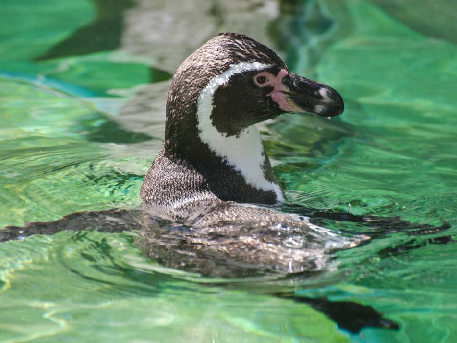 Humboldtpinguin - CALVENDO Foto-Puzzle'