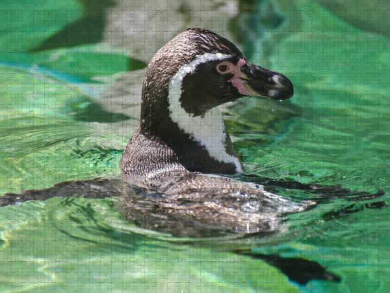 Humboldtpinguin - CALVENDO Foto-Puzzle'