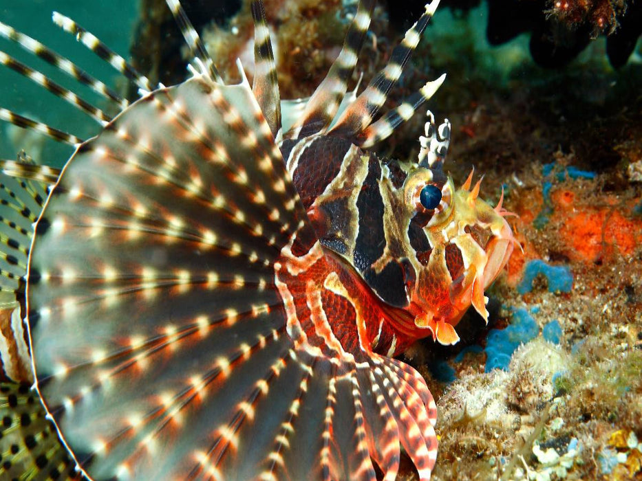 Zebra-Strahlenfeuerfisch - CALVENDO Foto-Puzzle'