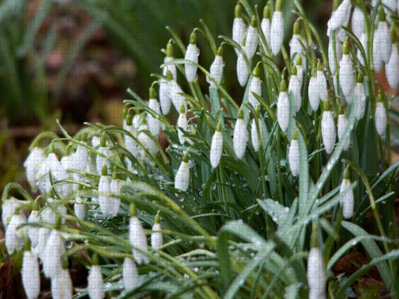 Im März die ersten Schneeglöckchen - CALVENDO Foto-Puzzle'