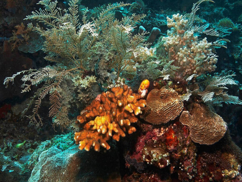 Korallen - CALVENDO Foto-Puzzle'