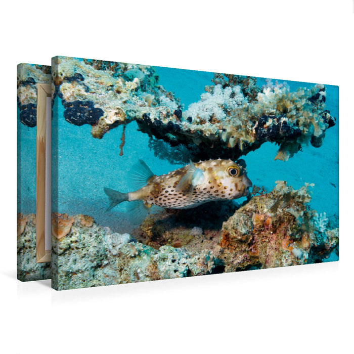 Premium Textil-Leinwand Kugelfisch