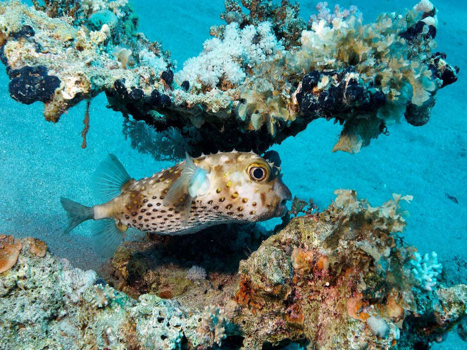 Igelfisch - CALVENDO Foto-Puzzle'