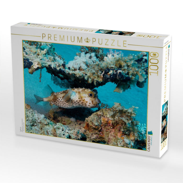 Igelfisch - CALVENDO Foto-Puzzle'