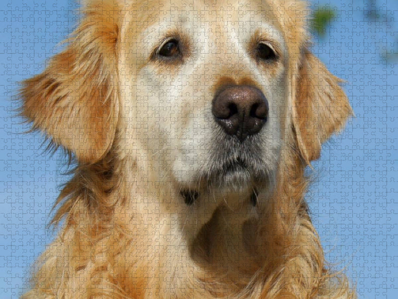 Golden Retriever Portrait - CALVENDO Foto-Puzzle'
