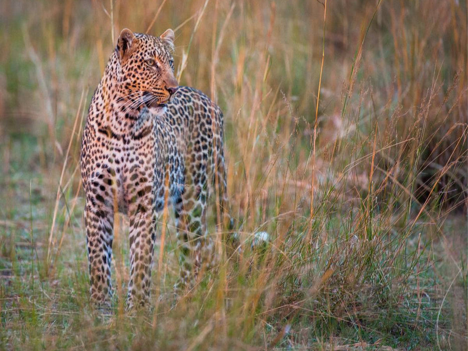 Leopard - CALVENDO Foto-Puzzle'