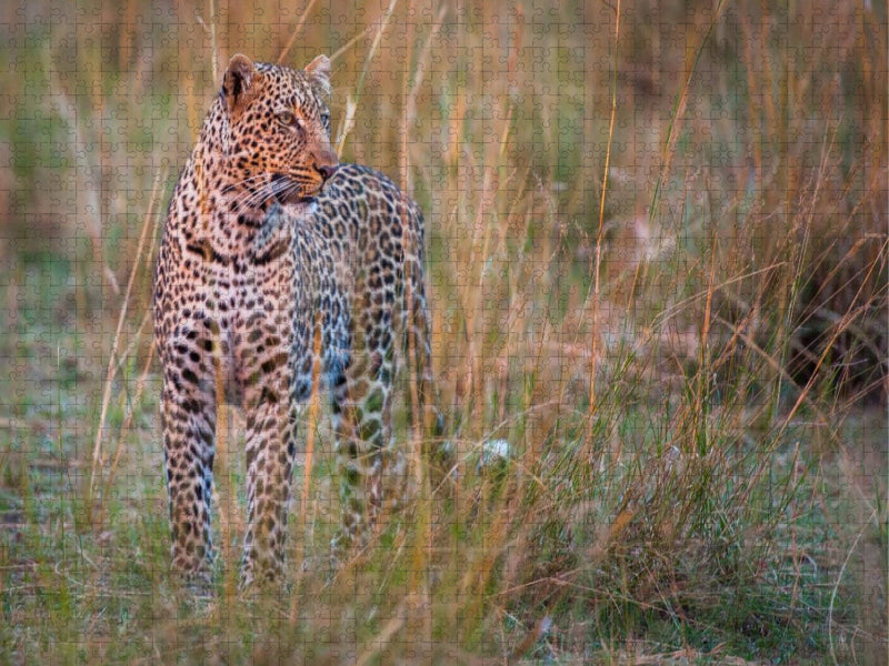 Leopard - CALVENDO Foto-Puzzle'