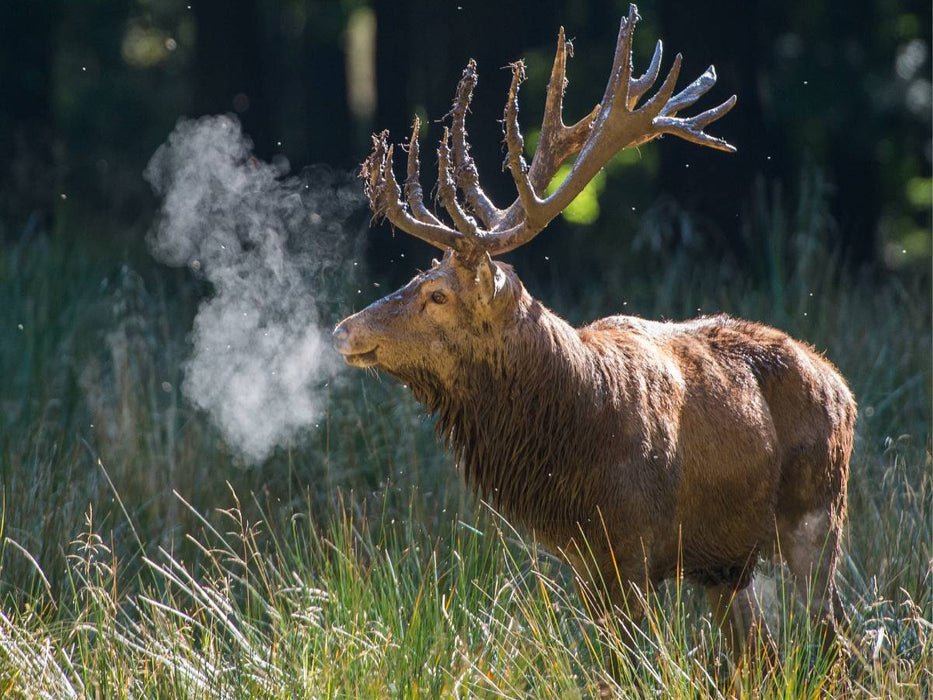 Januar: Die Morgenkälte lässt den Atem des Platzhirschen zu heißen Dampf werden. - CALVENDO Foto-Puzzle'