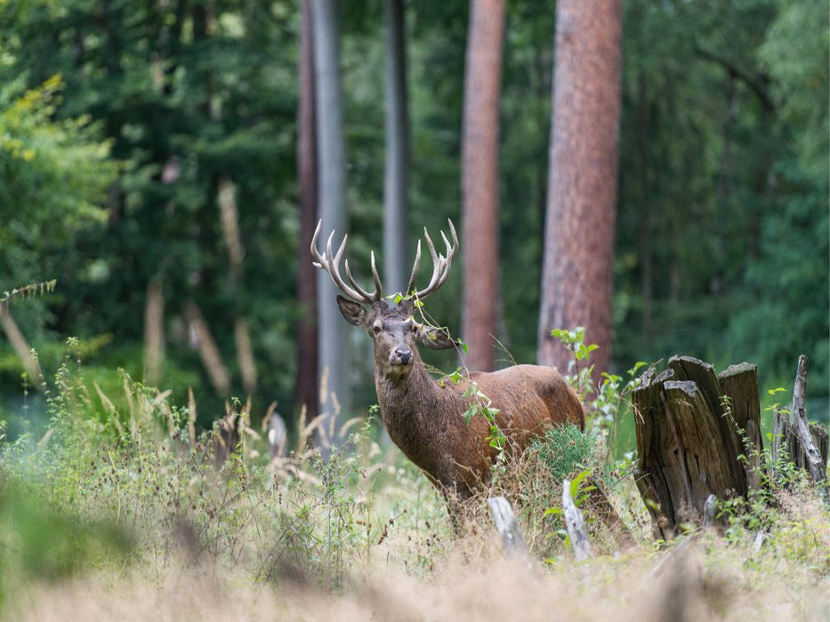 Juli: Der Beihirsch reagiert sich im Wald am Gebüsch ab. - CALVENDO Foto-Puzzle'