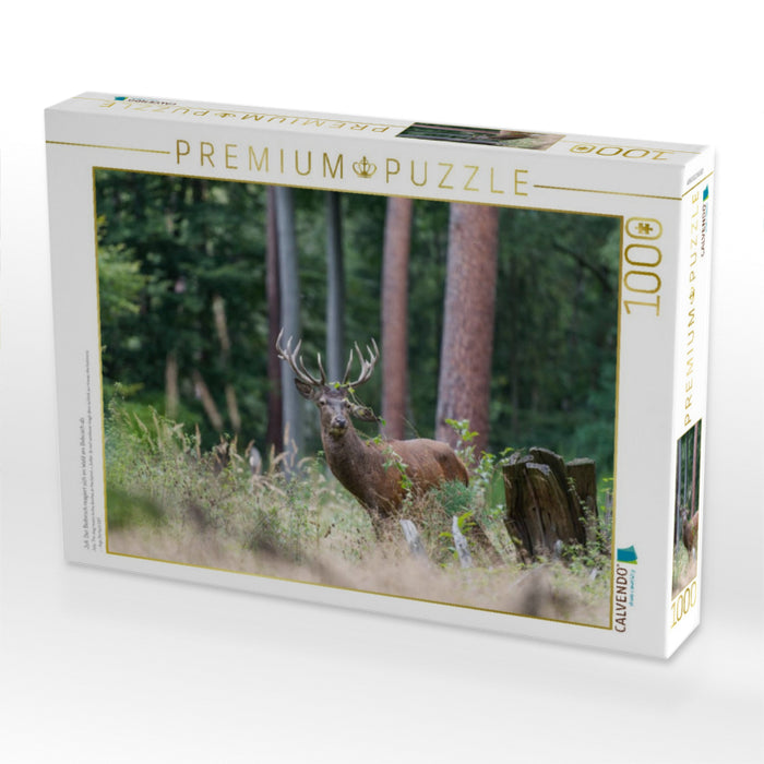 Juli: Der Beihirsch reagiert sich im Wald am Gebüsch ab. - CALVENDO Foto-Puzzle'