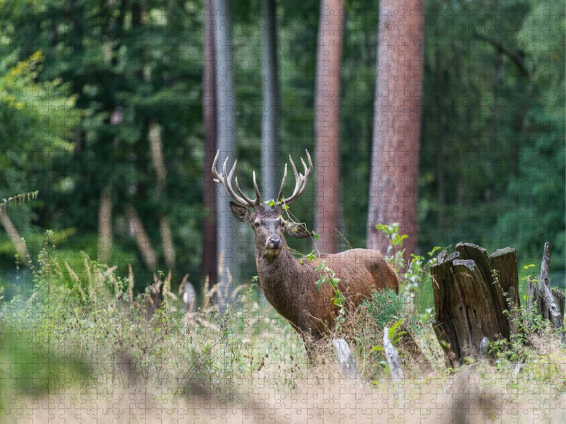 Juli: Der Beihirsch reagiert sich im Wald am Gebüsch ab. - CALVENDO Foto-Puzzle'