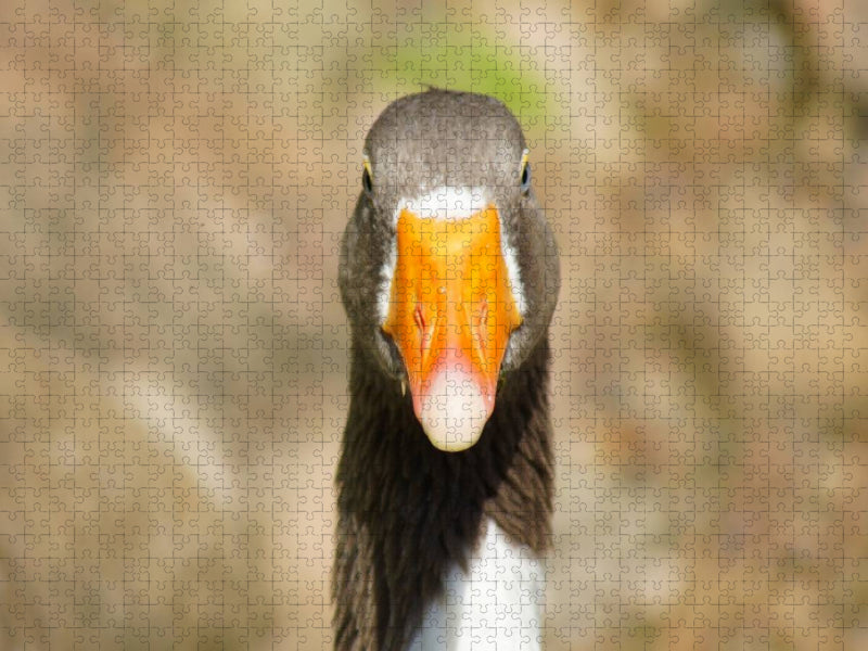 Gänseschnabel - CALVENDO Foto-Puzzle'