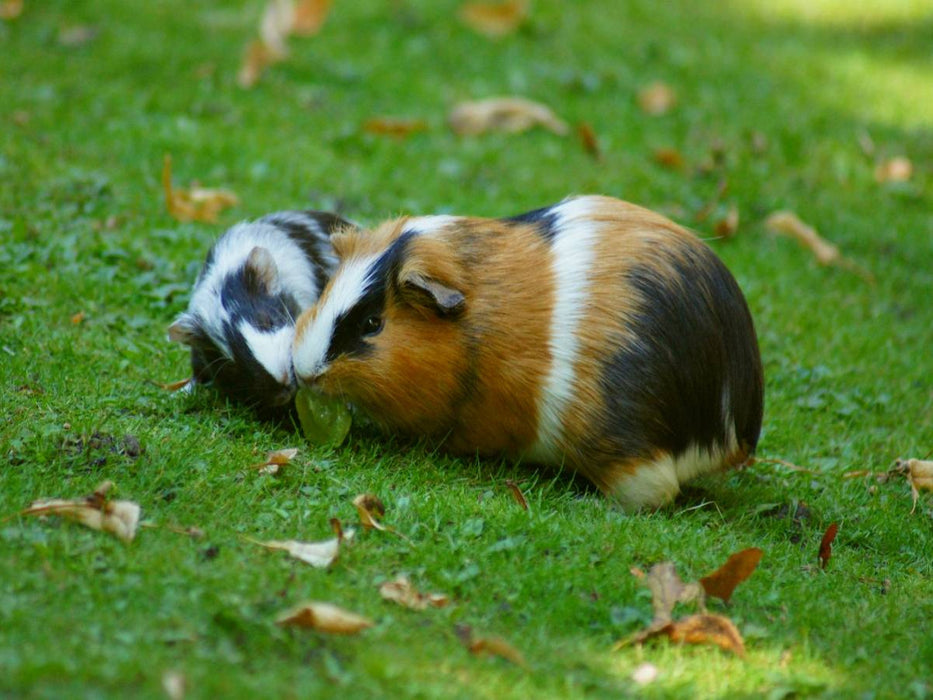 Meerschweinchen Dinner - CALVENDO Foto-Puzzle'