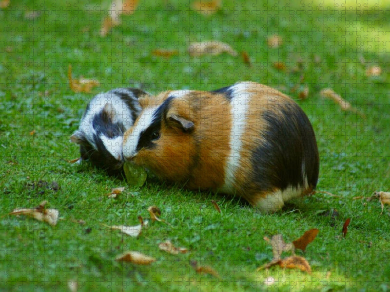 Meerschweinchen Dinner - CALVENDO Foto-Puzzle'