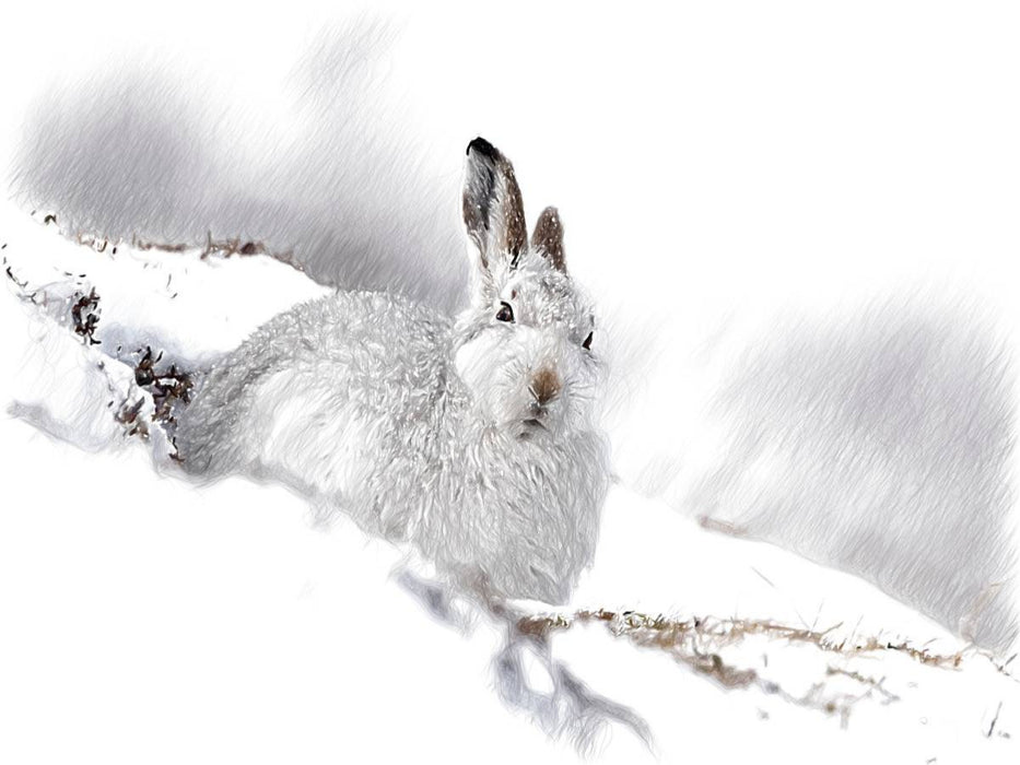 Schneehase im Winterfell - CALVENDO Foto-Puzzle'