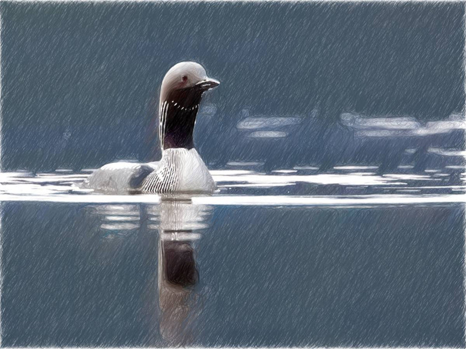 Arktischer Prachttaucher, Moray Firth - CALVENDO Foto-Puzzle'