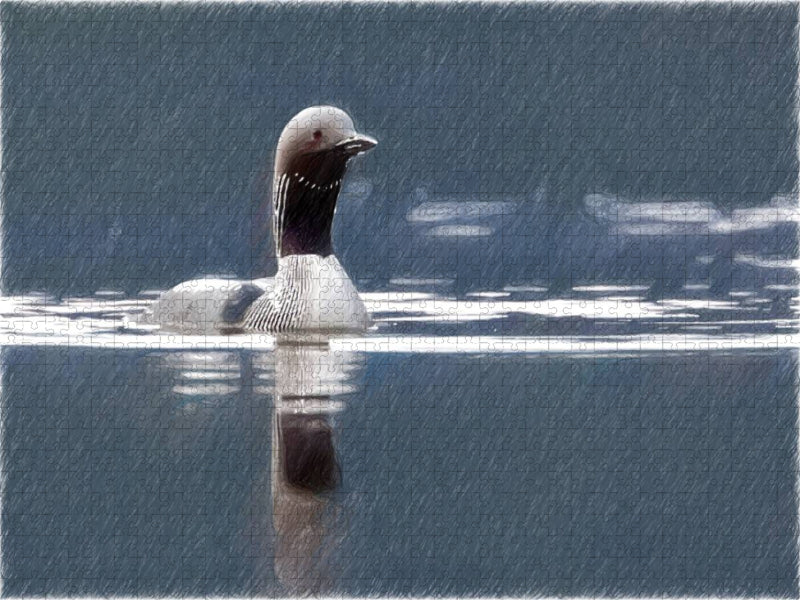 Arktischer Prachttaucher, Moray Firth - CALVENDO Foto-Puzzle'