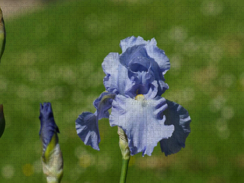 Hellblaue Lilien - CALVENDO Foto-Puzzle'
