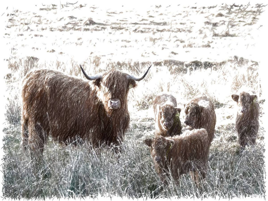 Schottisches Hochlandrind in Glencoe - CALVENDO Foto-Puzzle'