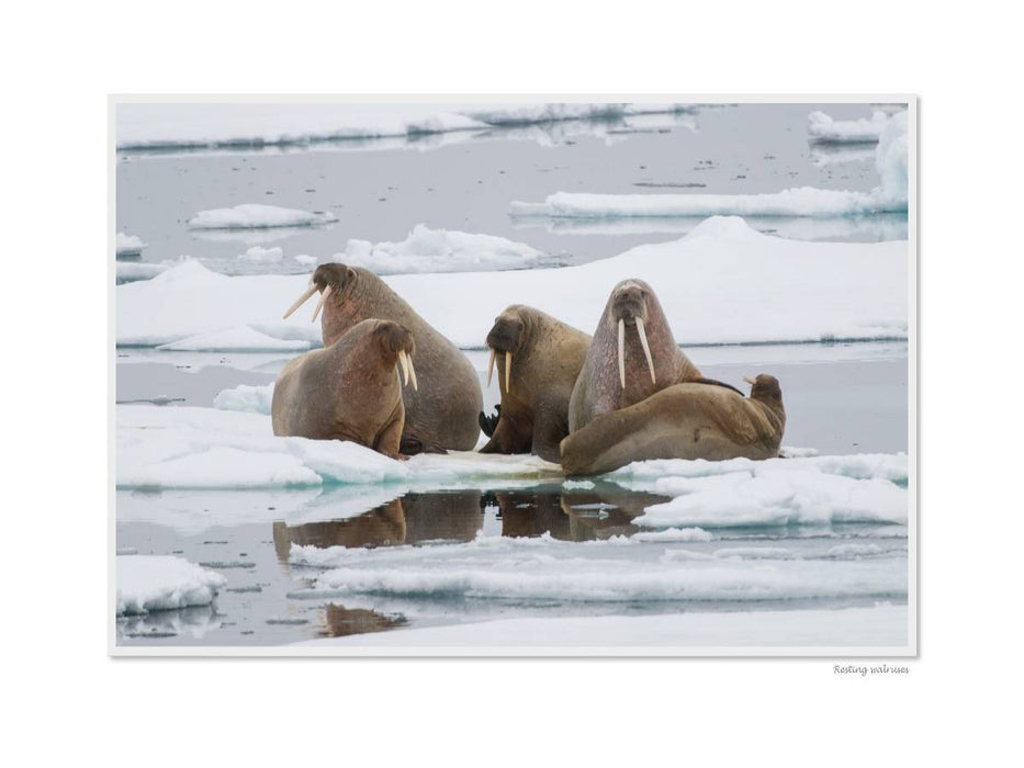 Ein Motiv aus dem Kalender Emotional Moments: Die Tierwelt der Arktis. UK-Version - CALVENDO Foto-Puzzle'