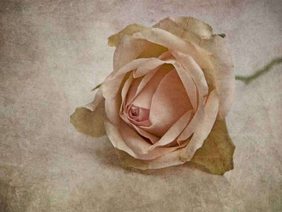 La vie en rose - CALVENDO Foto-Puzzle'