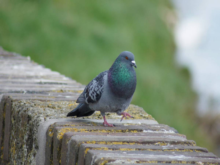Taube auf dem Catwalk - CALVENDO Foto-Puzzle'