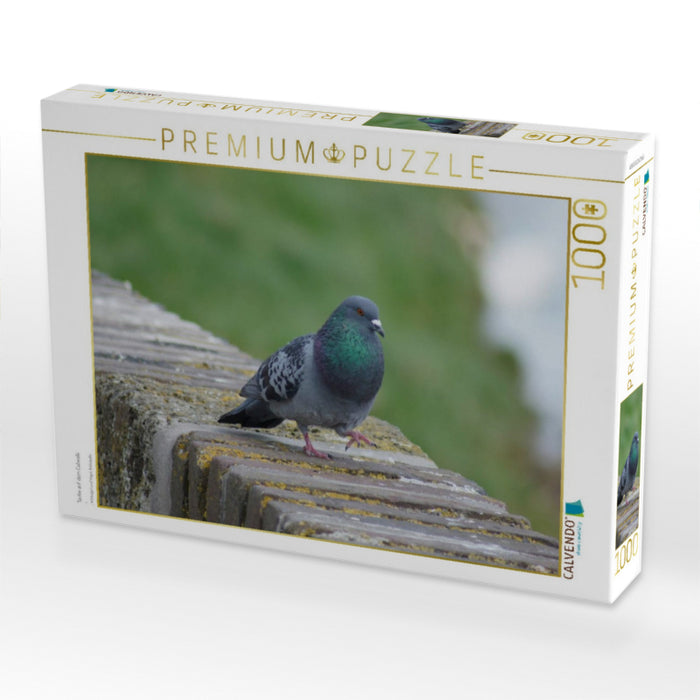 Taube auf dem Catwalk - CALVENDO Foto-Puzzle'