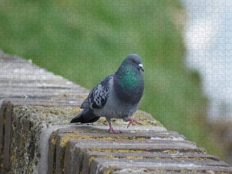 Taube auf dem Catwalk - CALVENDO Foto-Puzzle'